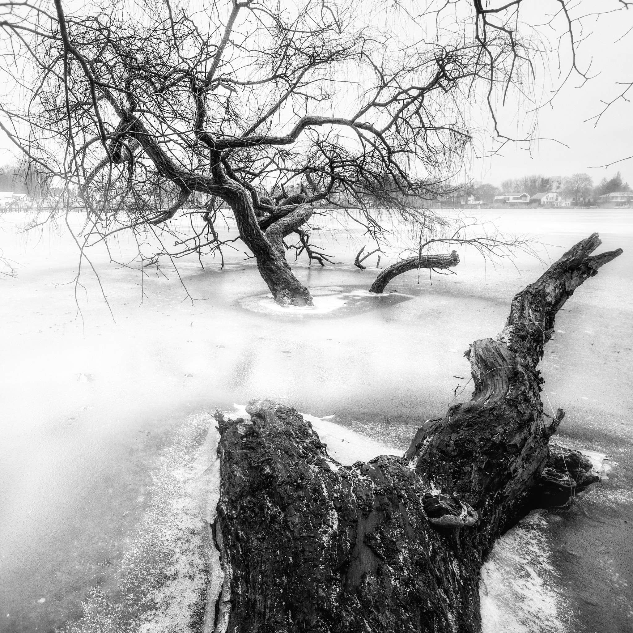 Panasonic Lumix DMC-GX8 + Olympus M.Zuiko Digital ED 7-14mm F2.8 PRO sample photo. Frozen tree photography