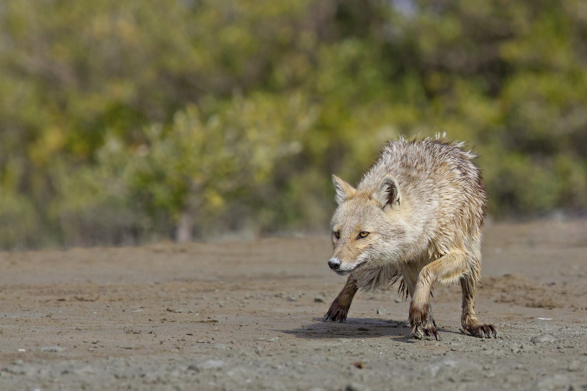 Canon EF 300mm F2.8L IS USM sample photo. Golden jackal photography