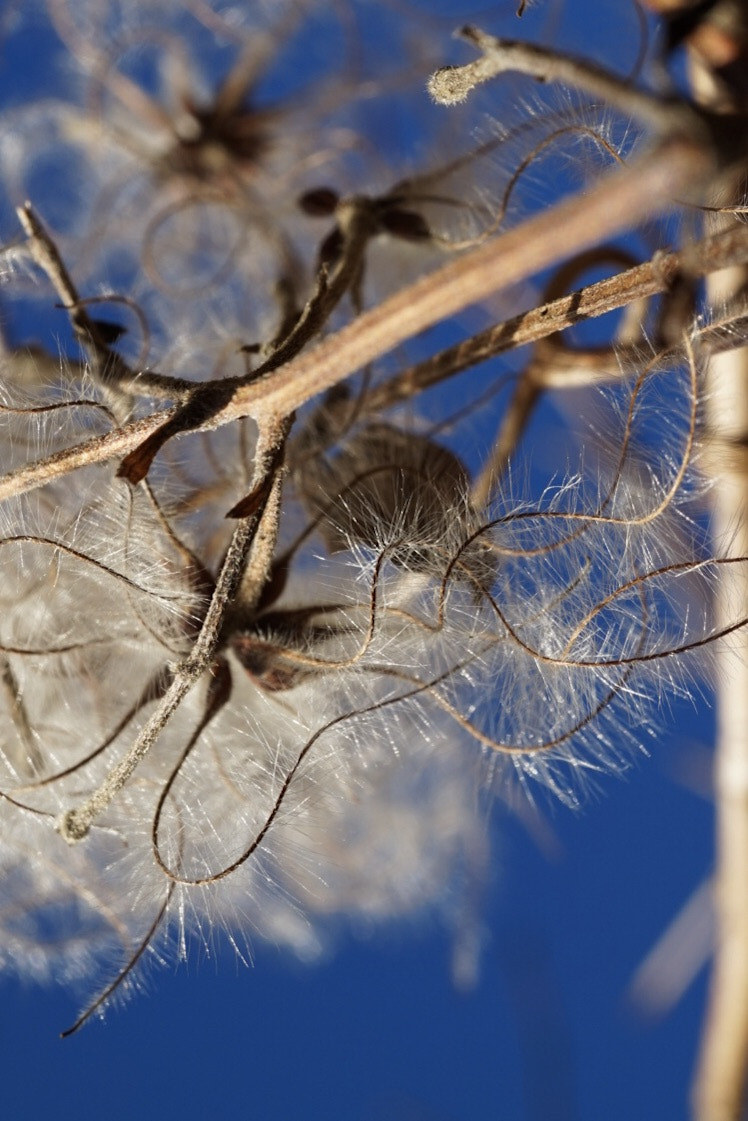 Sony Alpha QX1 + Sony E 30mm F3.5 Macro sample photo. Deep blue photography