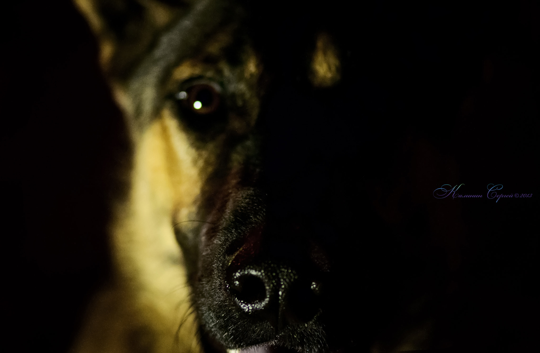 Nikon AF-S Micro-Nikkor 105mm F2.8G IF-ED VR sample photo. Ночной дозор photography