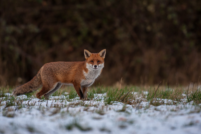 Canon EOS-1D Mark III + Canon EF 600mm f/4L IS sample photo. Fox  in snow photography