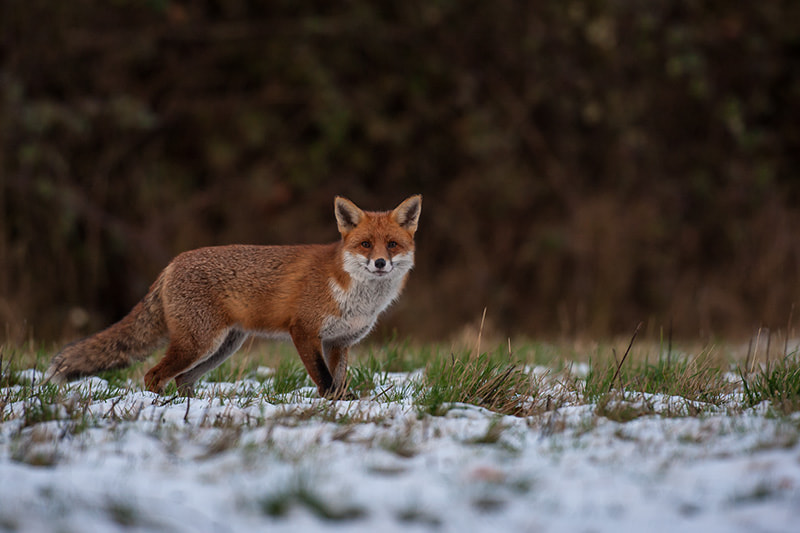 Canon EOS-1D Mark III sample photo. Fox  in snow photography