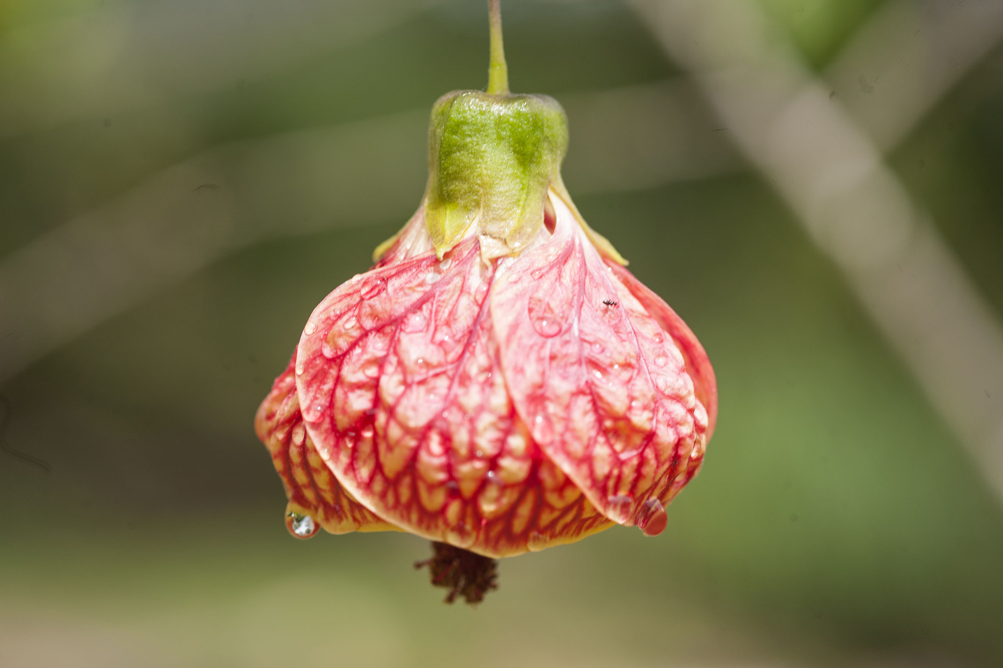 Tamron SP AF 90mm F2.8 Di Macro sample photo. The bell photography