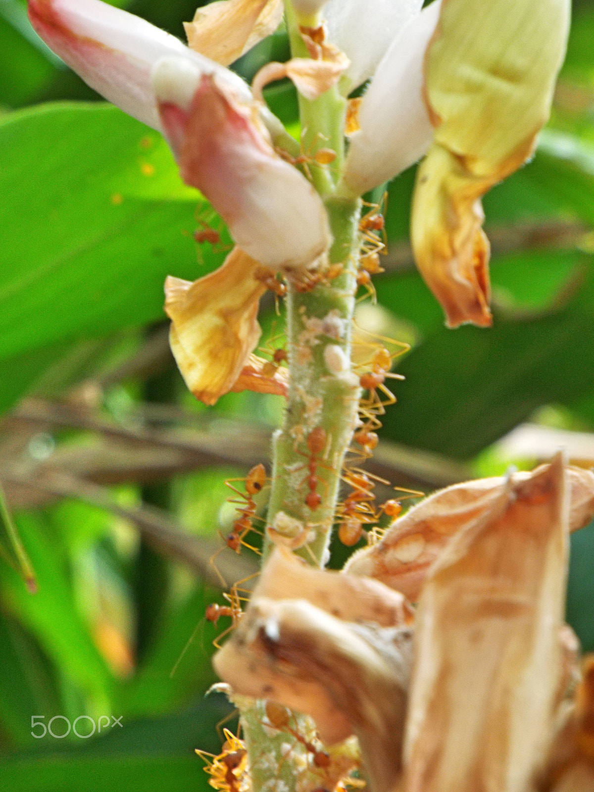 Fujifilm FinePix S8500 sample photo. Spice farm ants on a plant photography