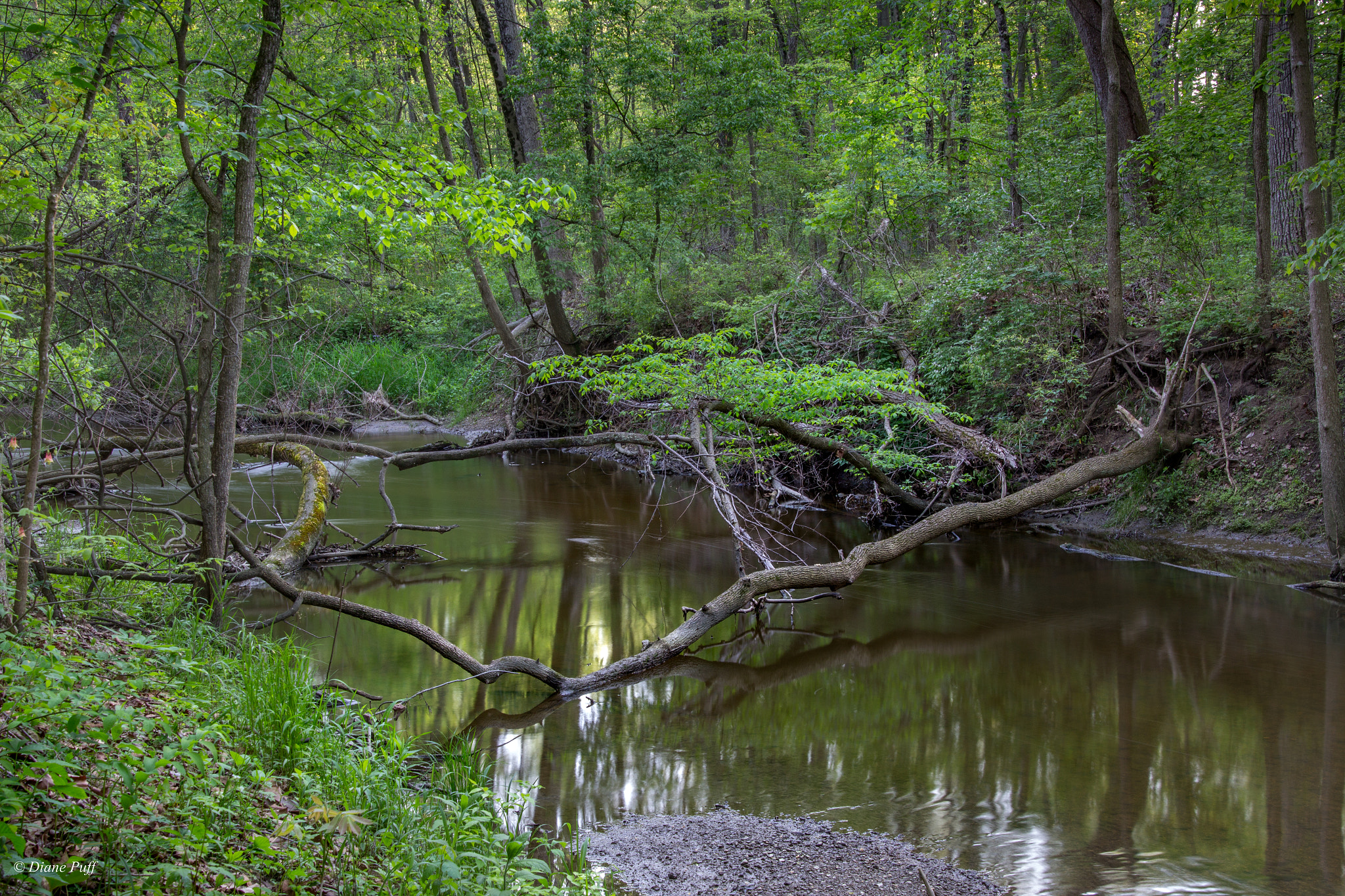 Canon EOS 1200D (EOS Rebel T5 / EOS Kiss X70 / EOS Hi) sample photo. Bicentennial woods photography