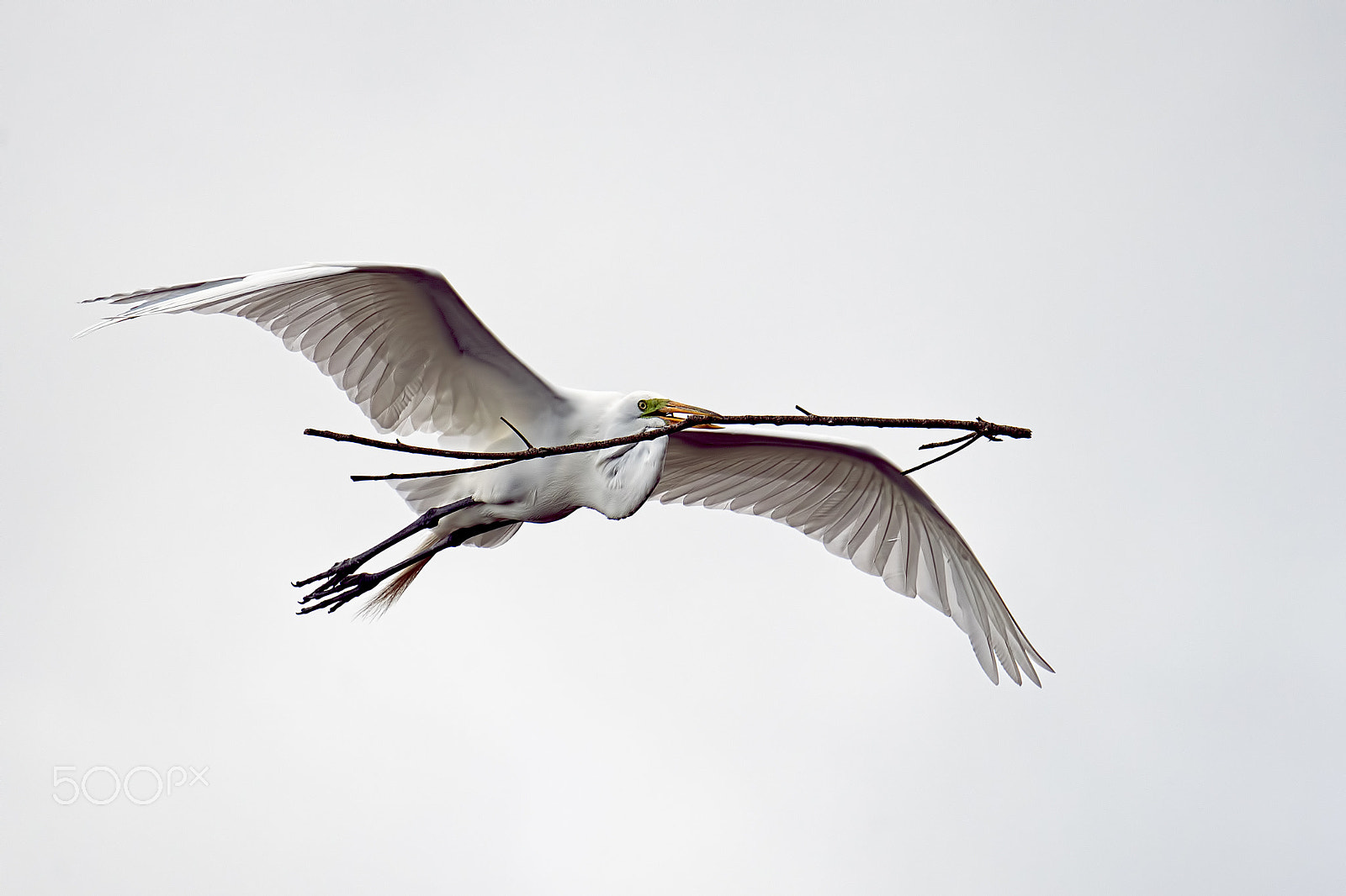 Nikon D800E sample photo. Great egret photography
