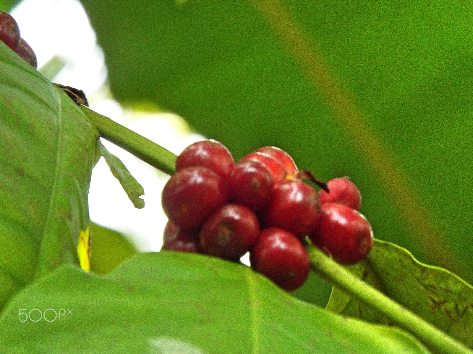 Fujifilm FinePix S8500 sample photo. Freshest coffee photography