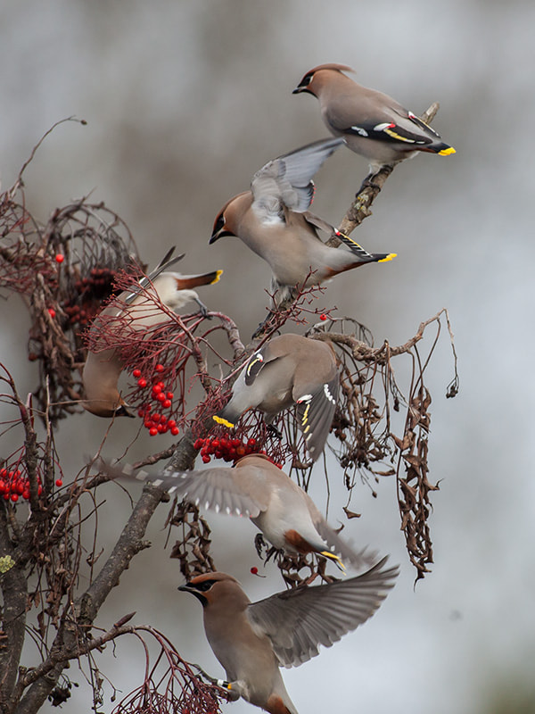 Canon EF 600mm f/4L IS sample photo. Waxwings photography