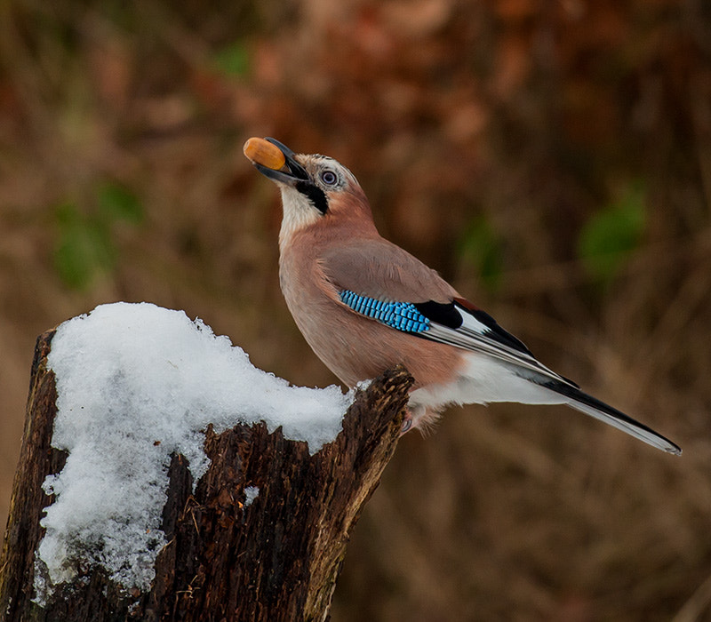 Canon EF 600mm f/4L IS sample photo. Image photography