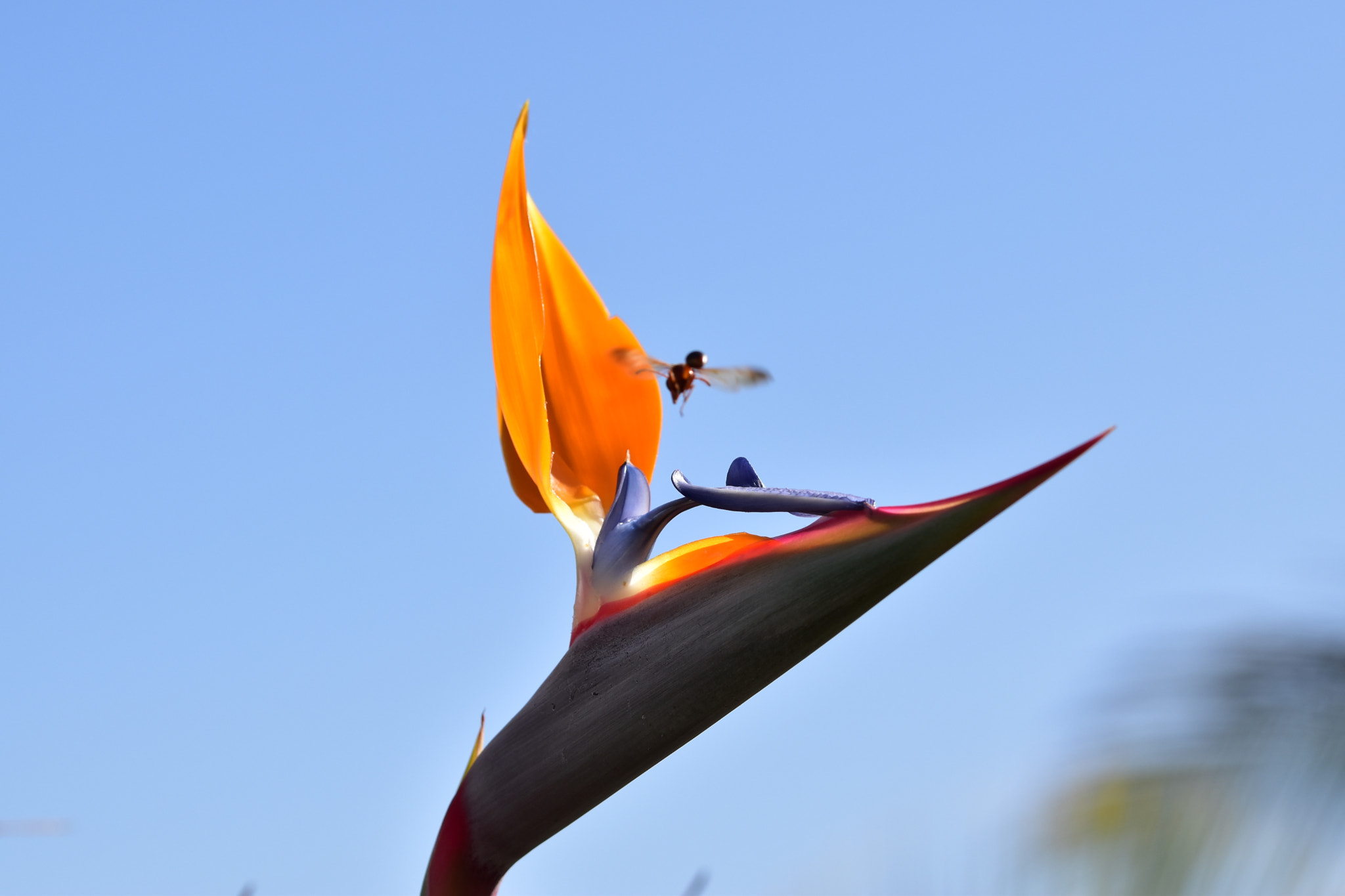 Nikon D5500 + Sigma 105mm F2.8 EX DG OS HSM sample photo. Strelitzia reginae in open air photography