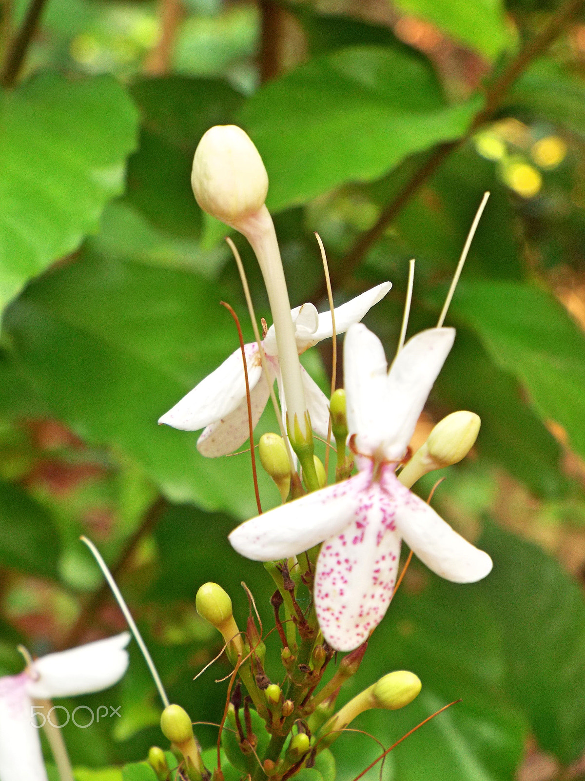 Fujifilm FinePix S8500 sample photo. Orchids wild photography