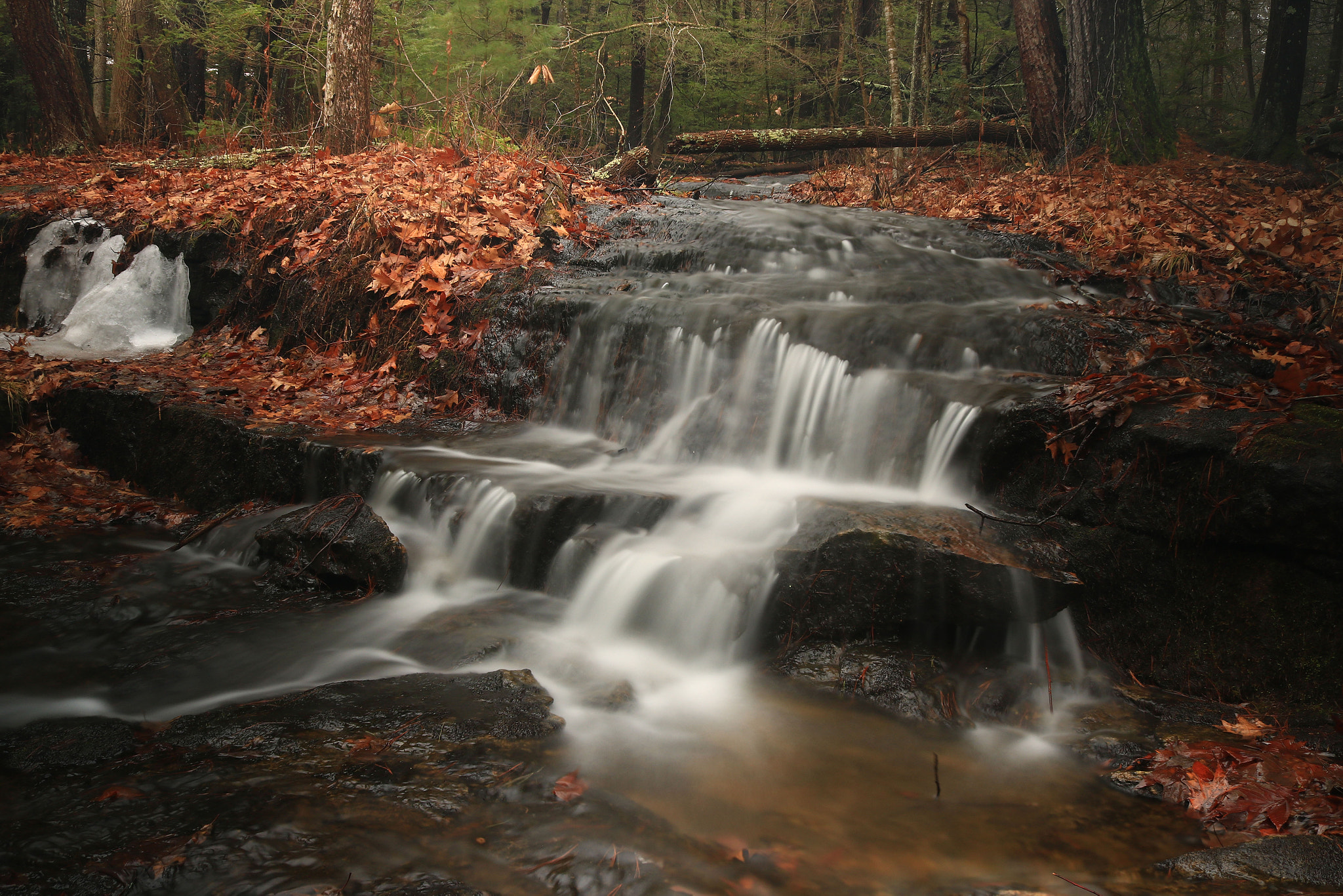 Canon EOS 750D (EOS Rebel T6i / EOS Kiss X8i) sample photo. Forest falls photography