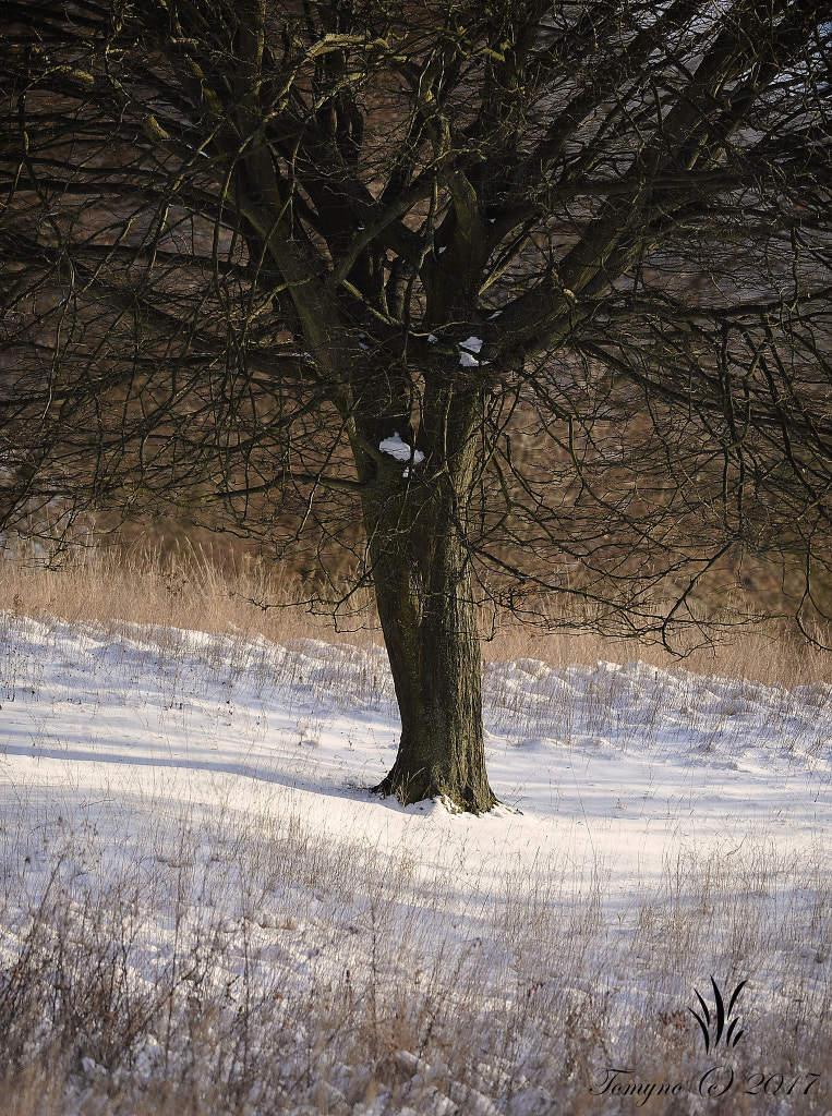 Nikon D700 + Nikon AF-S Nikkor 300mm F4D ED-IF sample photo. .:old pear:. photography