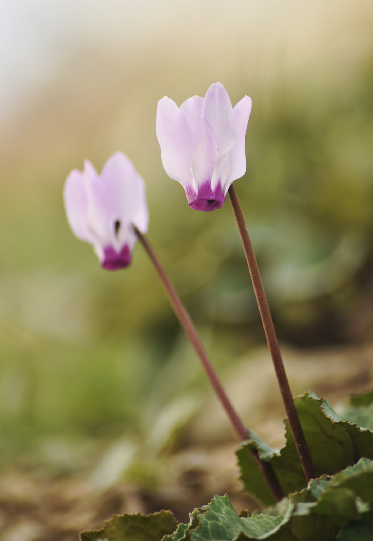 Nikon D810 sample photo. Cyclamen flowers photography