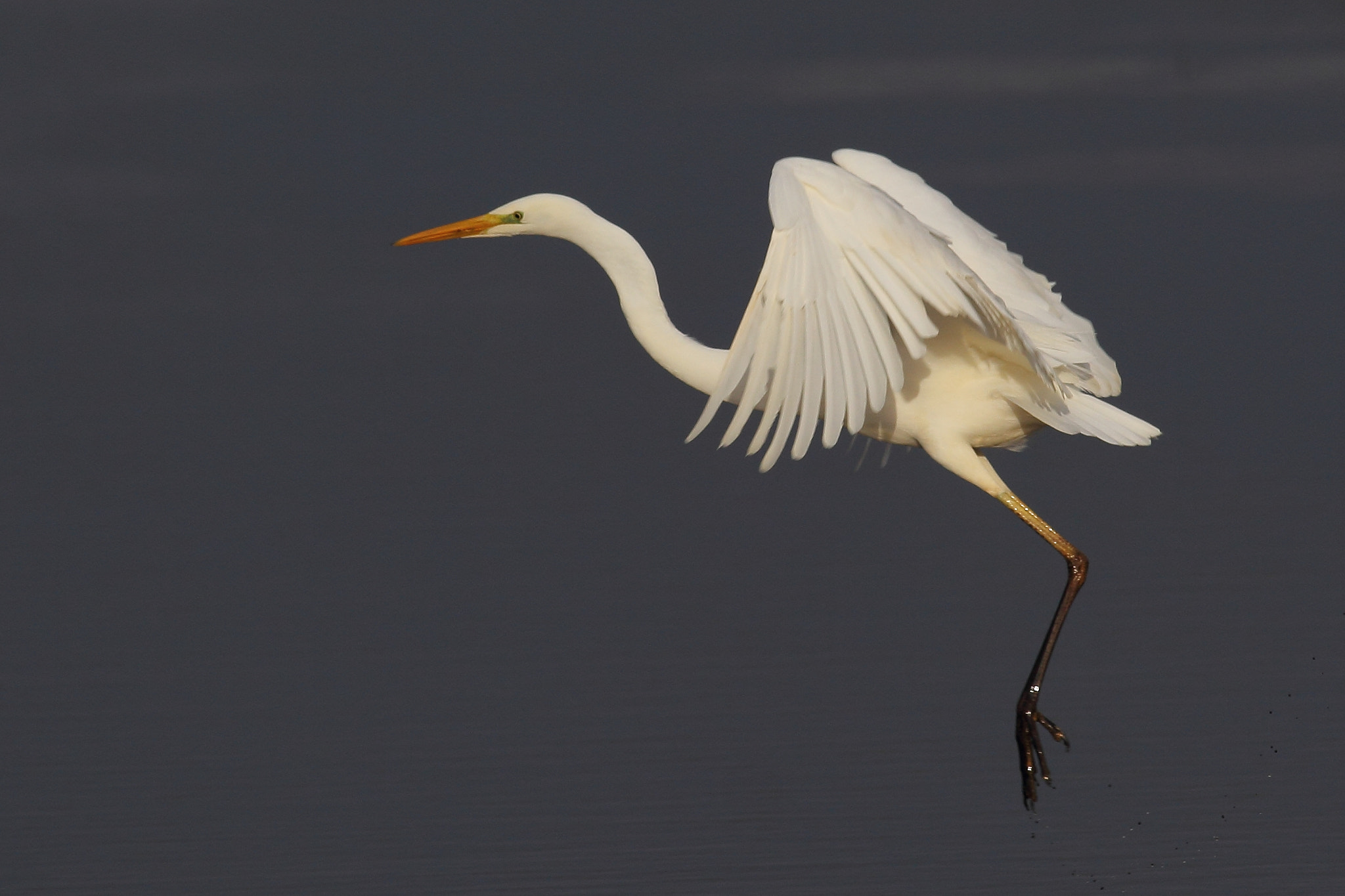 Canon EOS 60D + Canon EF 400mm F5.6L USM sample photo. Great egret photography