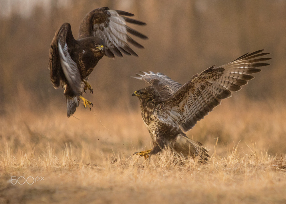 Canon EF 70-200mm F2.8L IS USM sample photo. Battle photography
