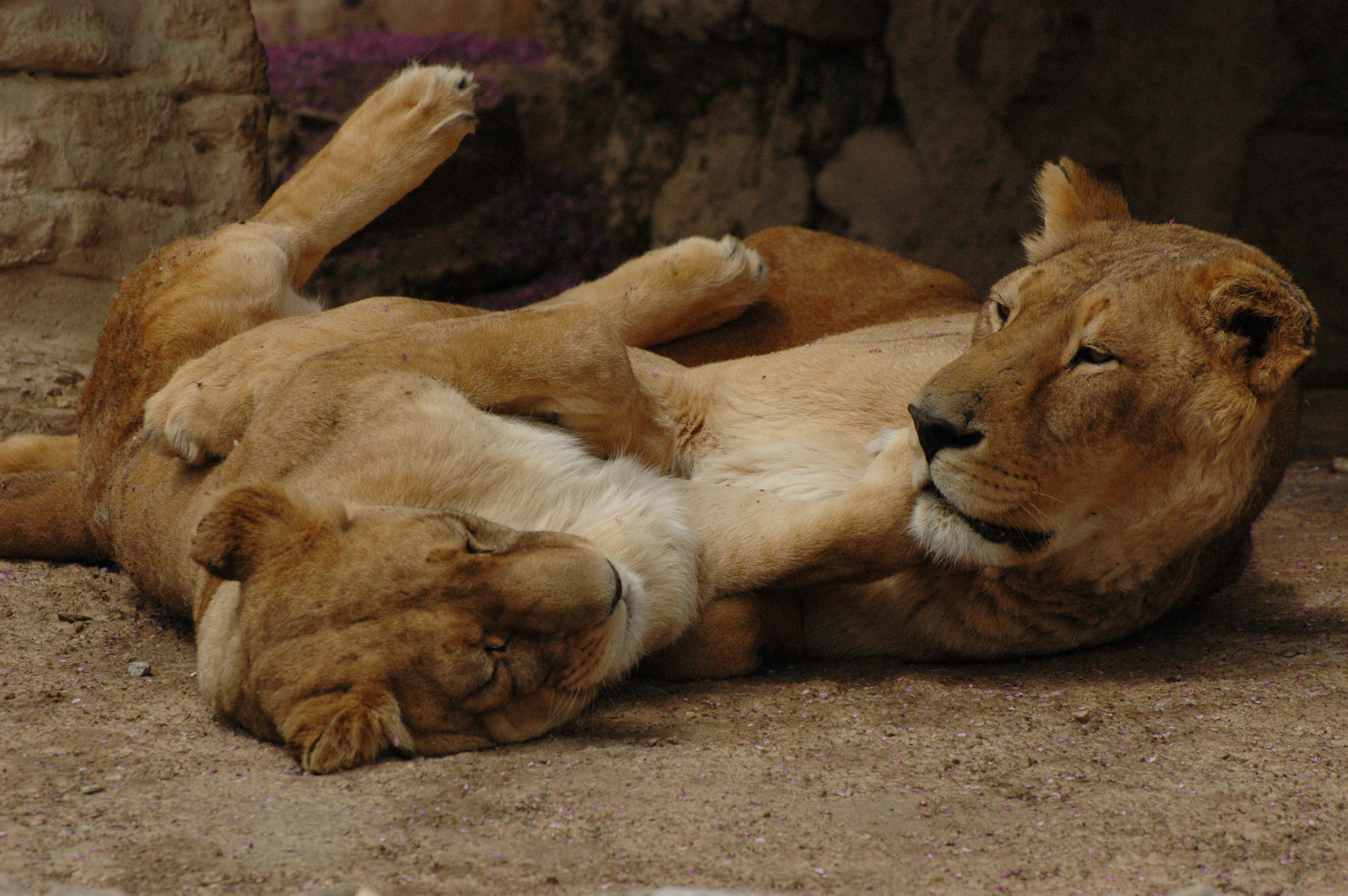 Nikon D70s sample photo. Affection photography