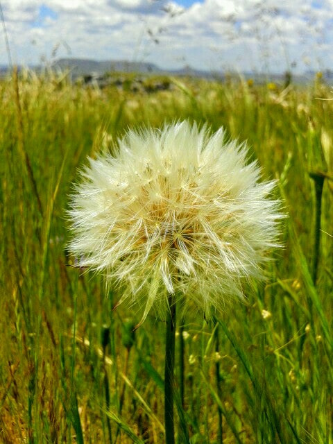 Samsung Galaxy Core sample photo. Panadero photography