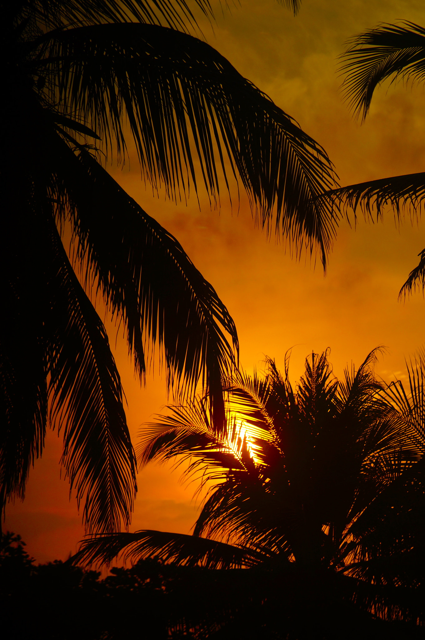 Sony SLT-A37 sample photo. Sunshine & palms photography