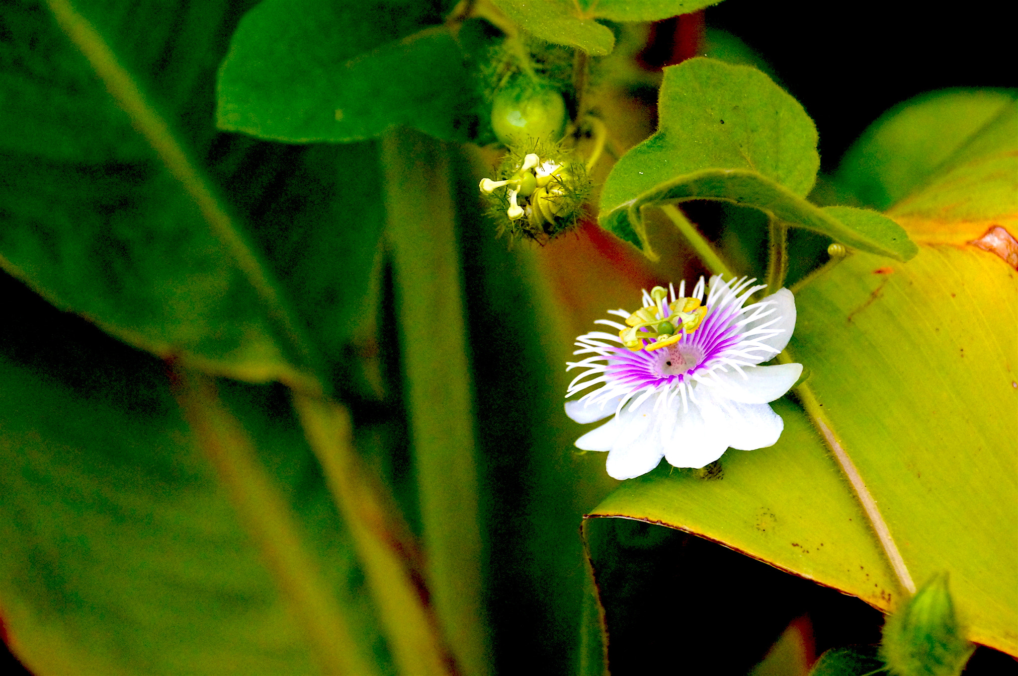 Sony SLT-A37 sample photo. Little flower photography