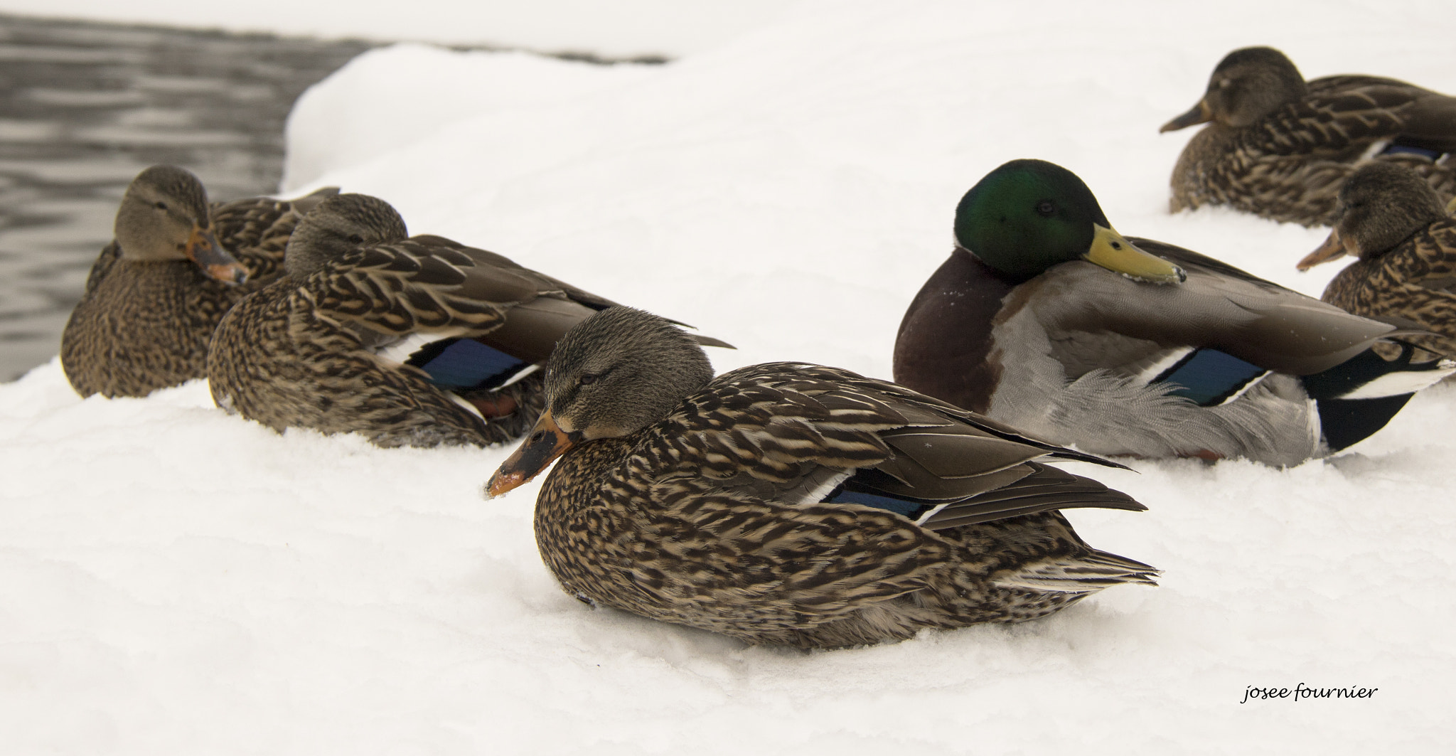 Canon EOS 760D (EOS Rebel T6s / EOS 8000D) sample photo. Riviere du nord hiver photography