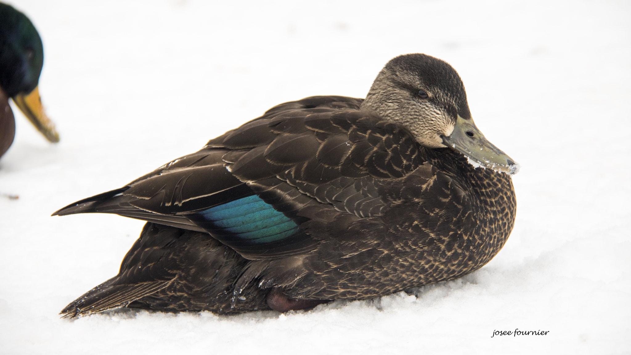 Canon EOS 760D (EOS Rebel T6s / EOS 8000D) sample photo. Riviere du nord hiver photography
