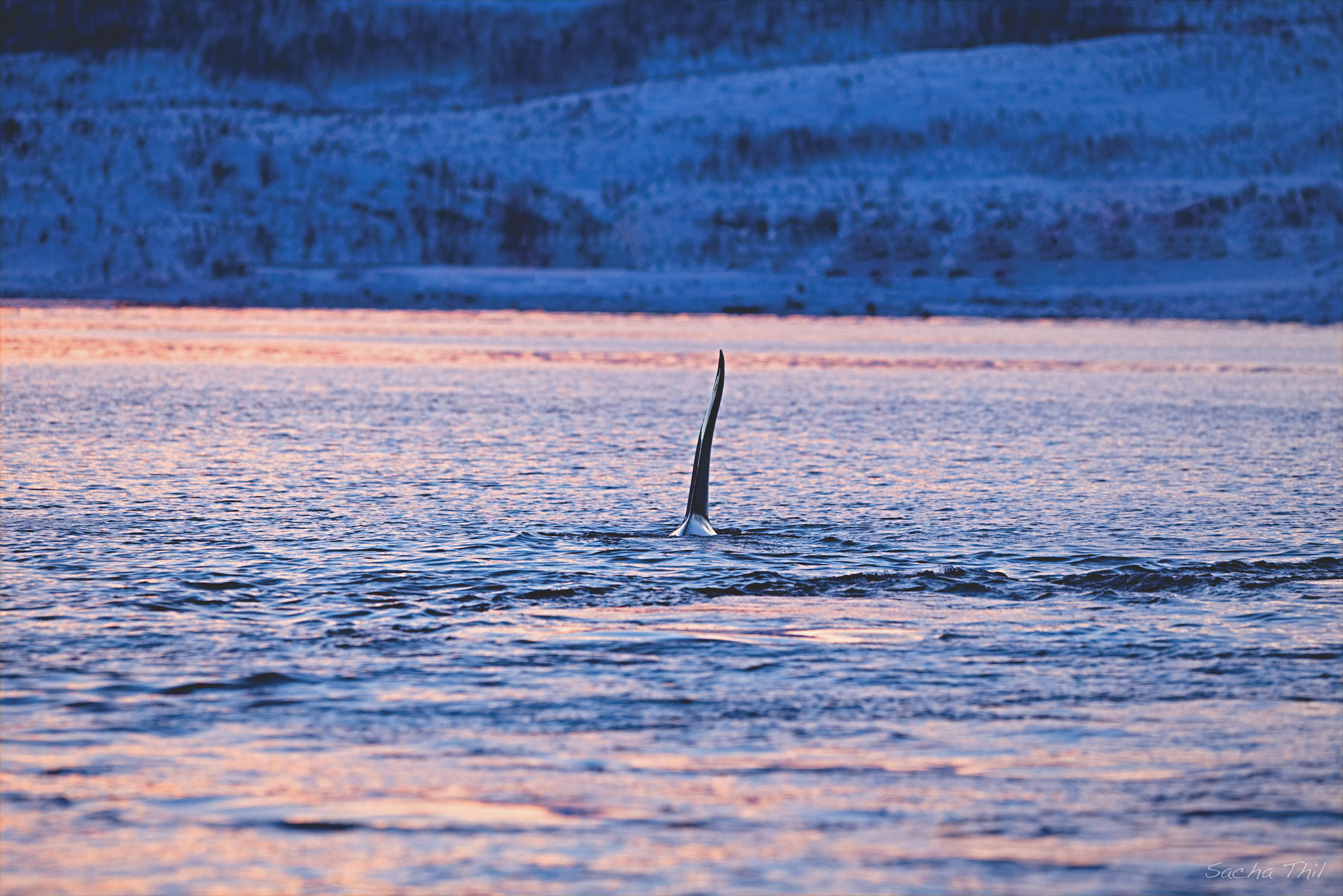 Canon EF 300mm F2.8L IS USM sample photo. Orca photography