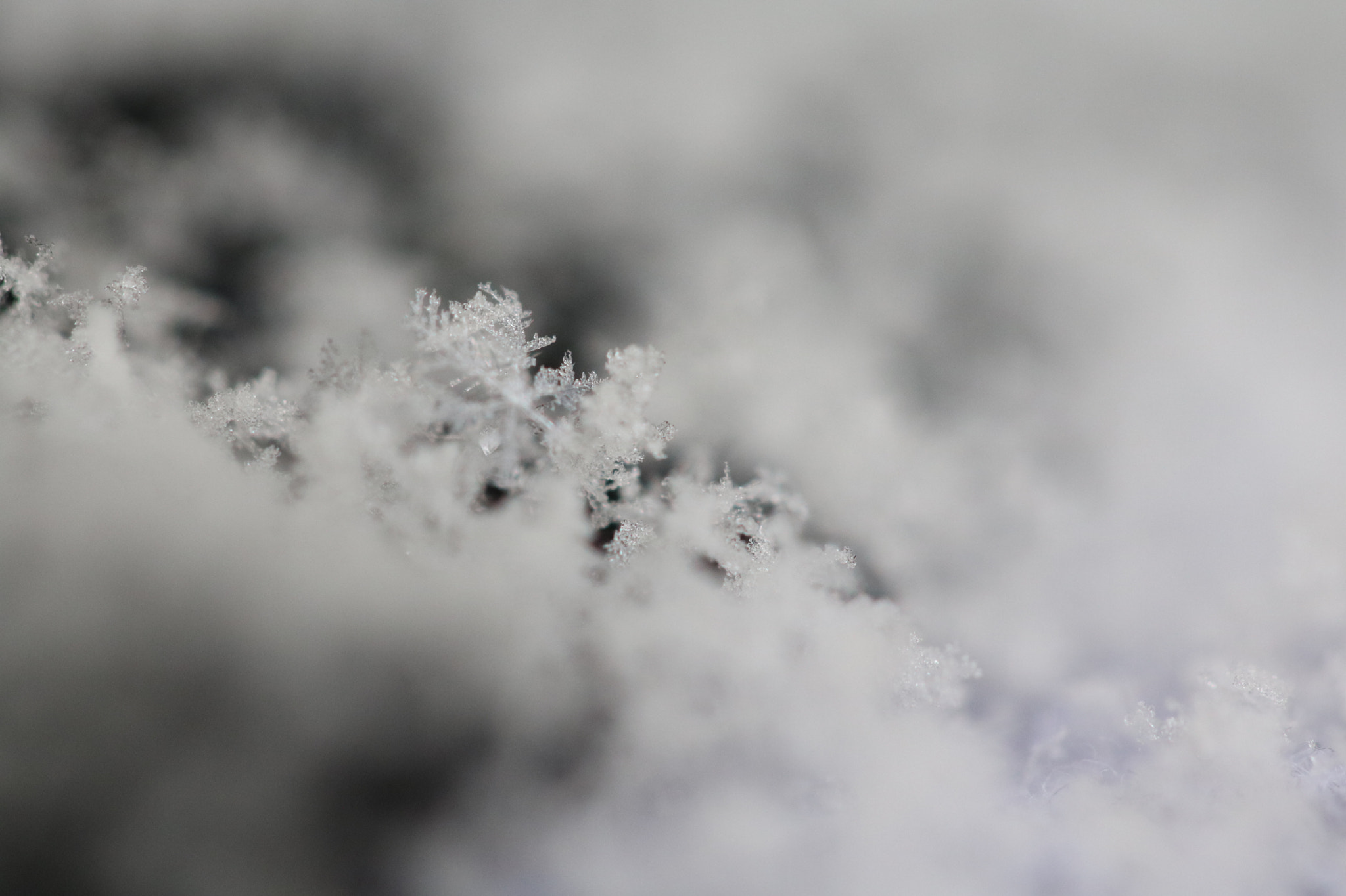 Canon EF 100mm F2.8L Macro IS USM sample photo. It's snowing ! :-) photography