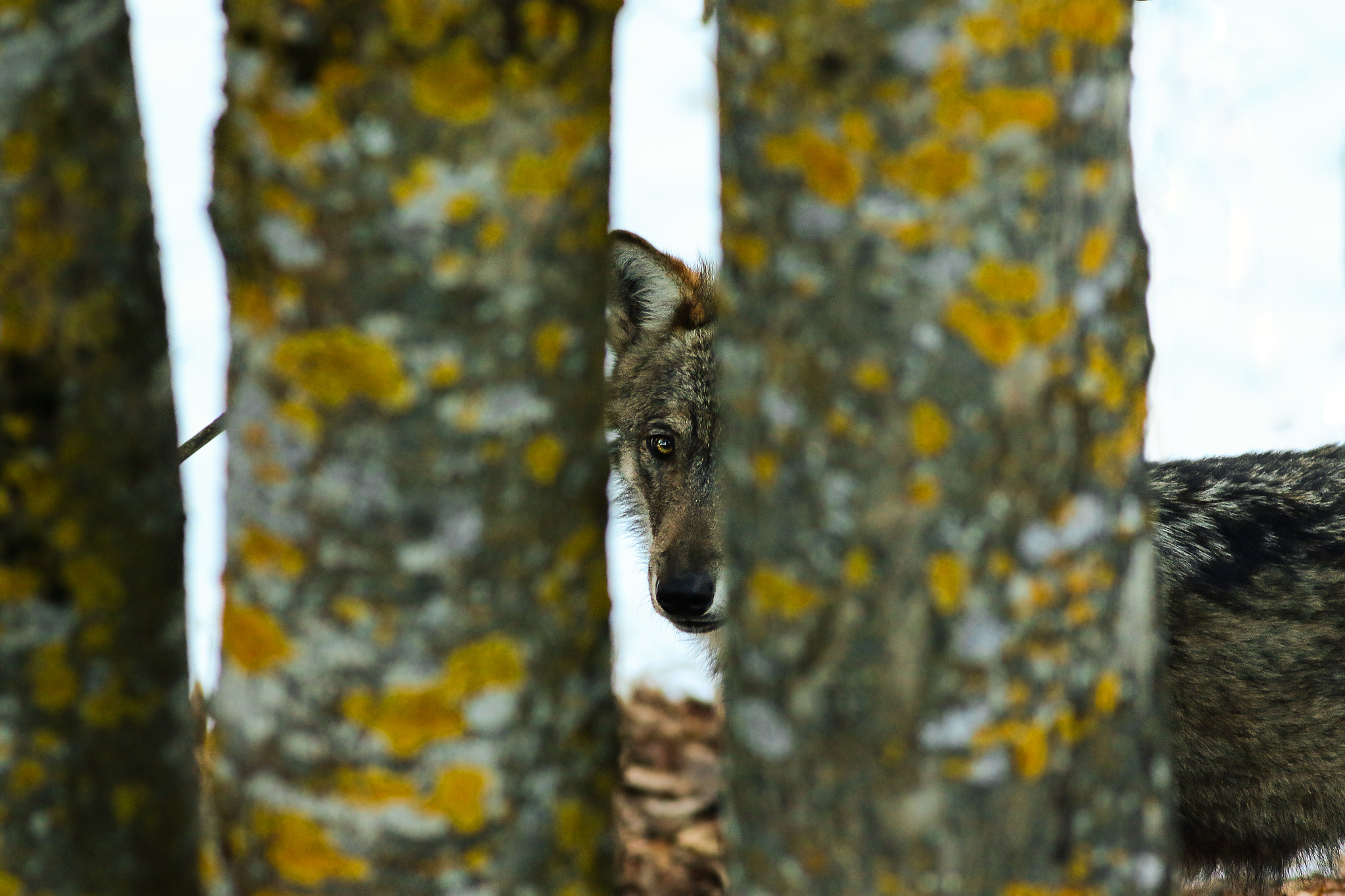 Canon EOS 7D Mark II + Canon EF 400mm F5.6L USM sample photo. I see you photography