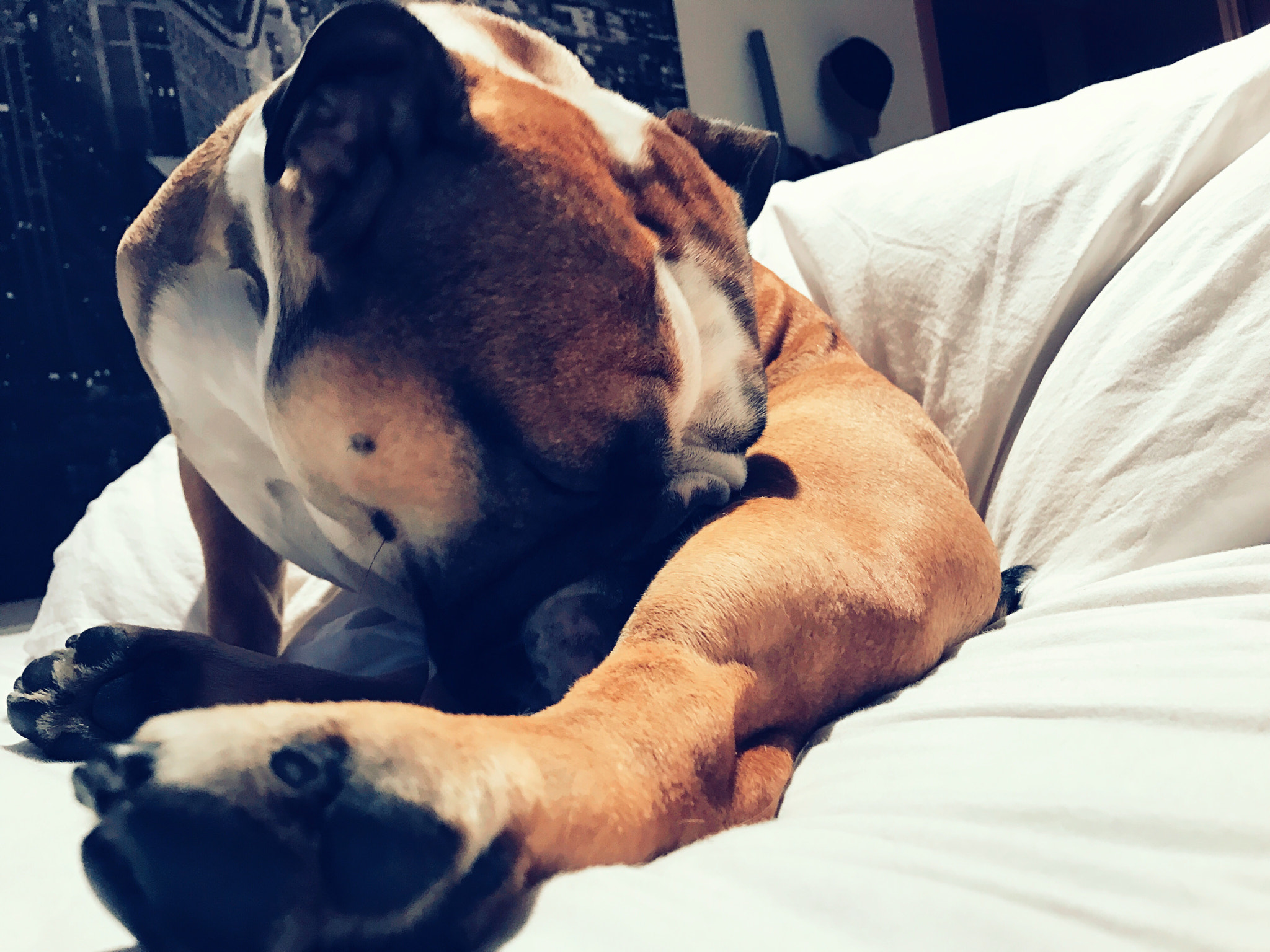 Apple iPhone9,4 sample photo. #dogyoga photography