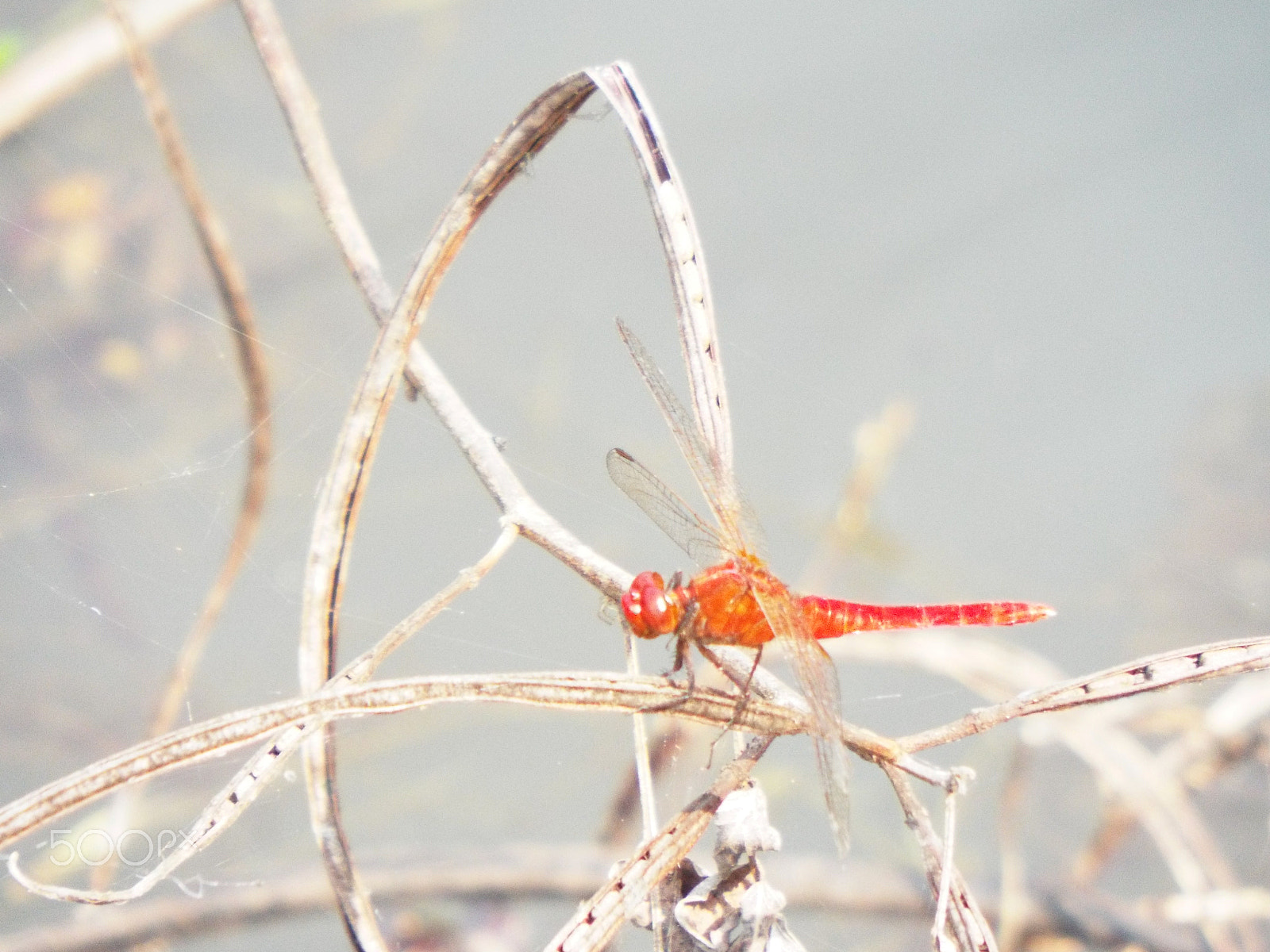 Fujifilm FinePix S8500 sample photo. Spice farm dragon photography