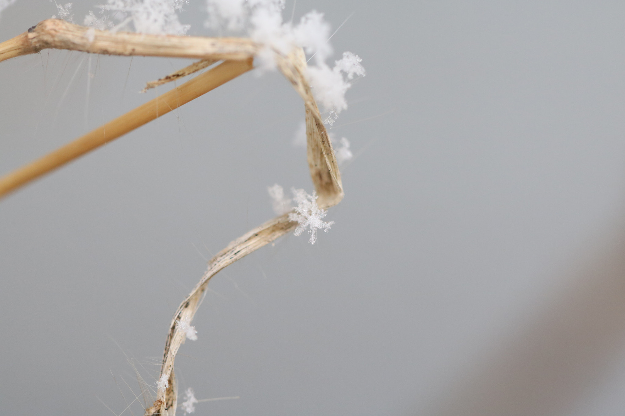 Canon EF 100mm F2.8L Macro IS USM sample photo. Melting snowflakes photography