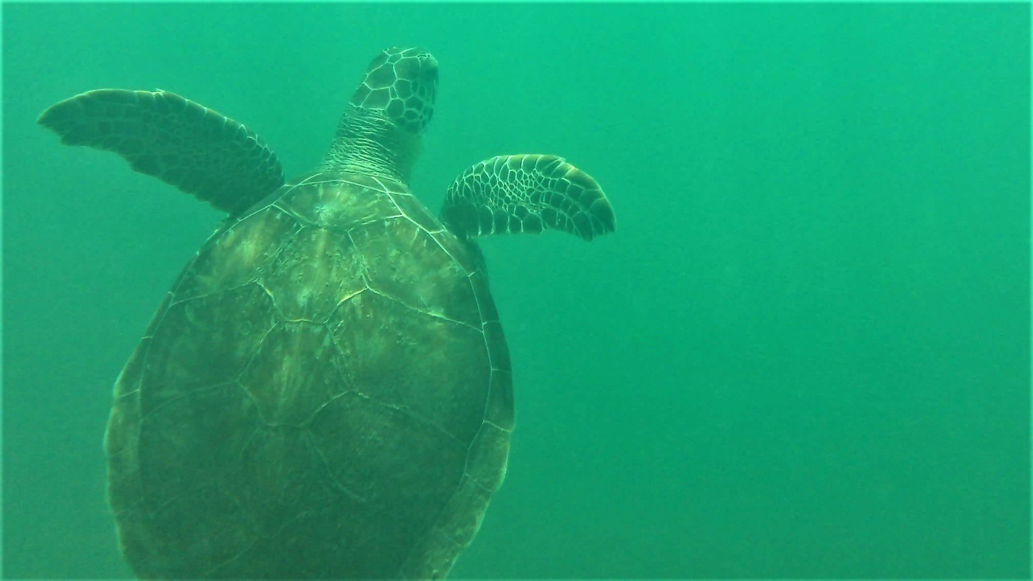 Kodak PLAYSPORT VIDEO CAMERA, ZX3 sample photo. Guadeloupe turtle photography