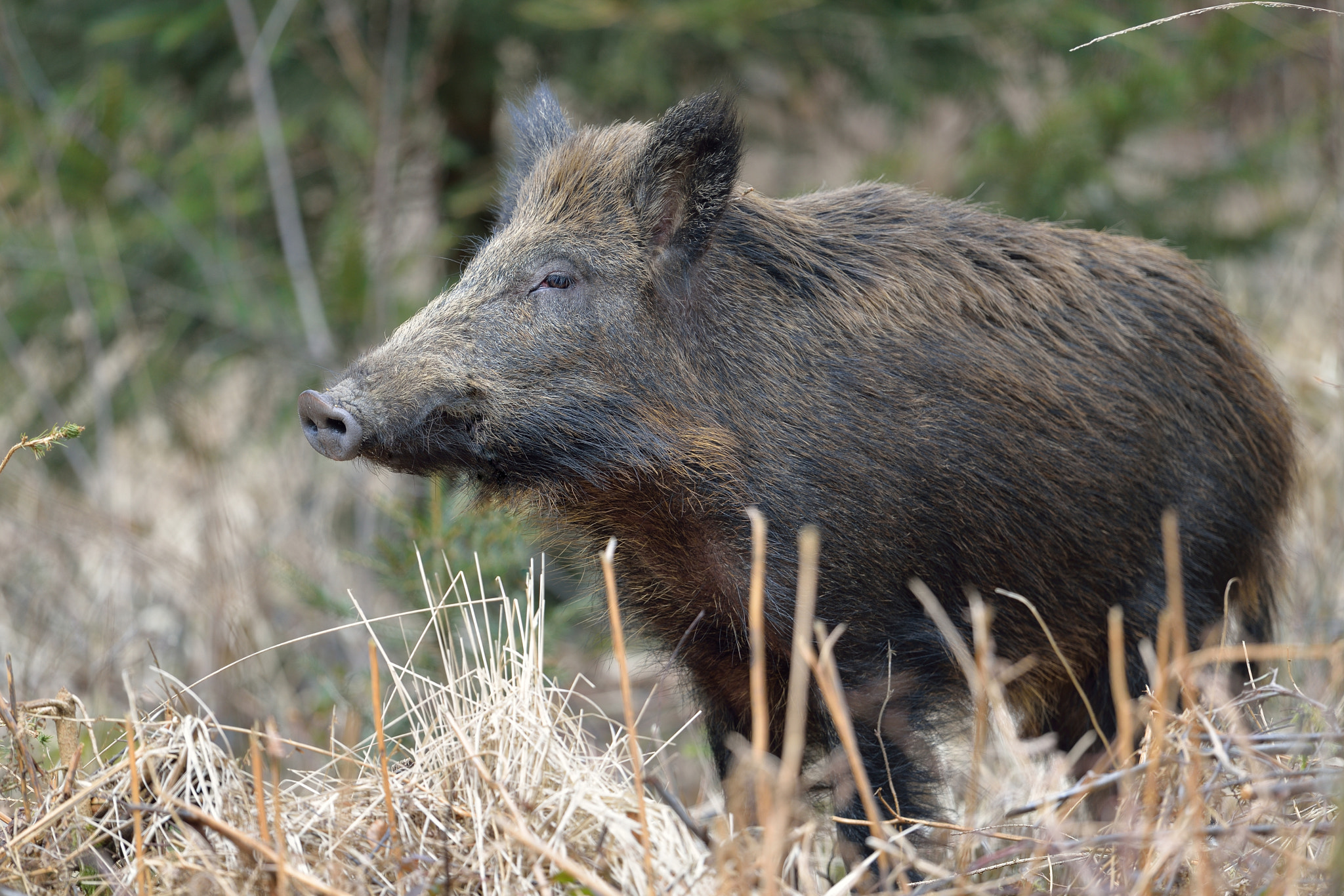 Nikon D610 + Nikon AF-S Nikkor 600mm F4G ED VR sample photo. Sanglier photography