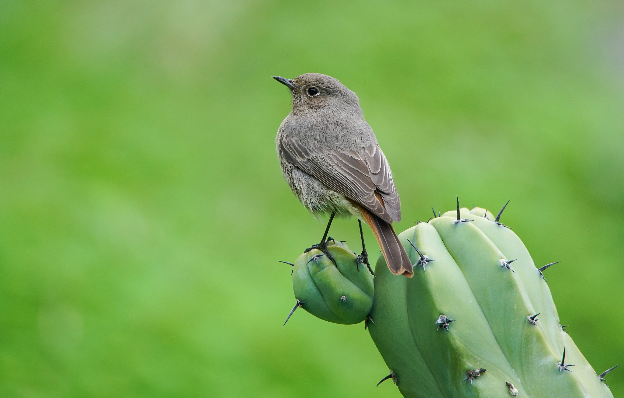 Sony a7R II sample photo. Black redstart photography