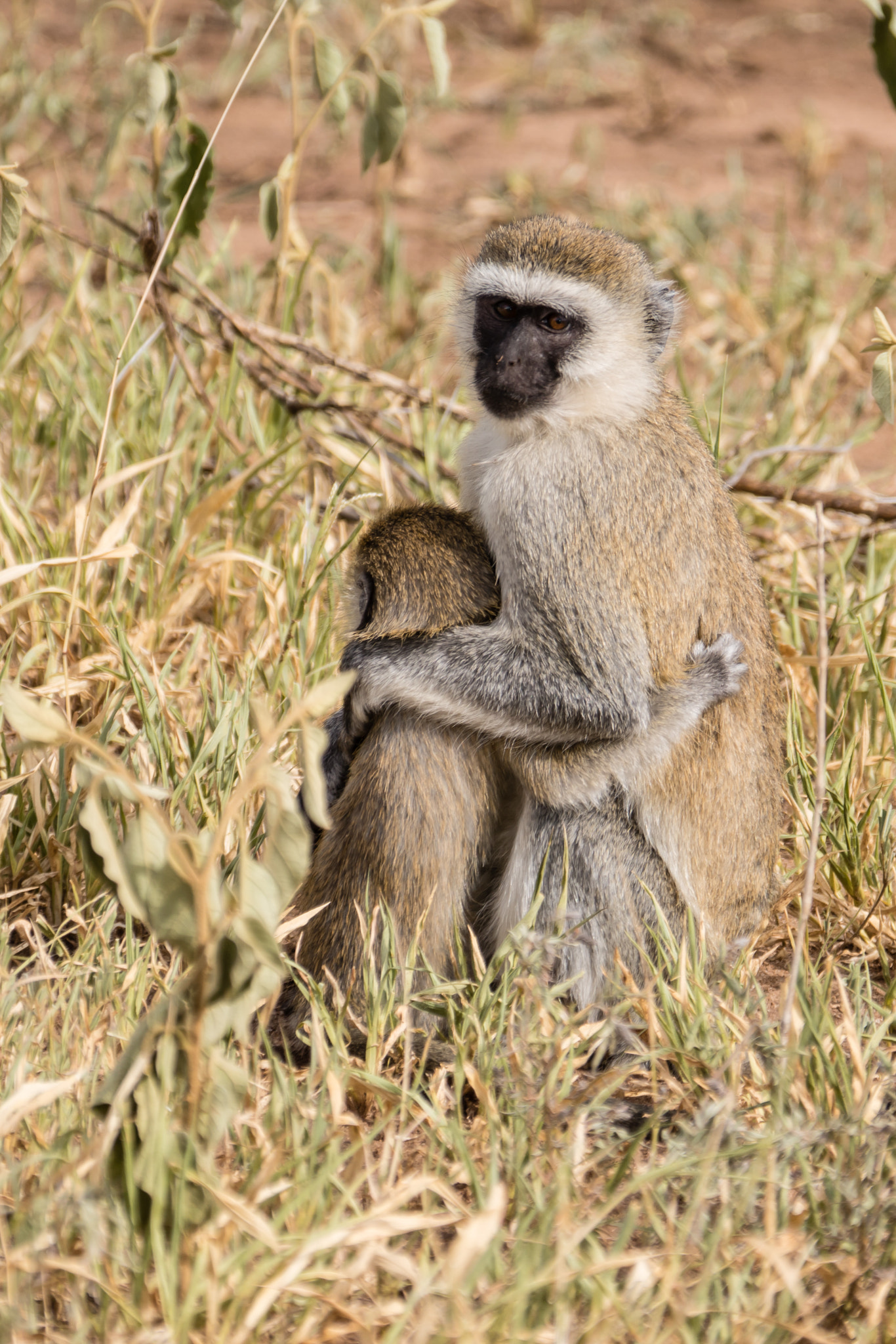 Sony 70-300mm F4.5-5.6 G SSM sample photo. Loving care photography