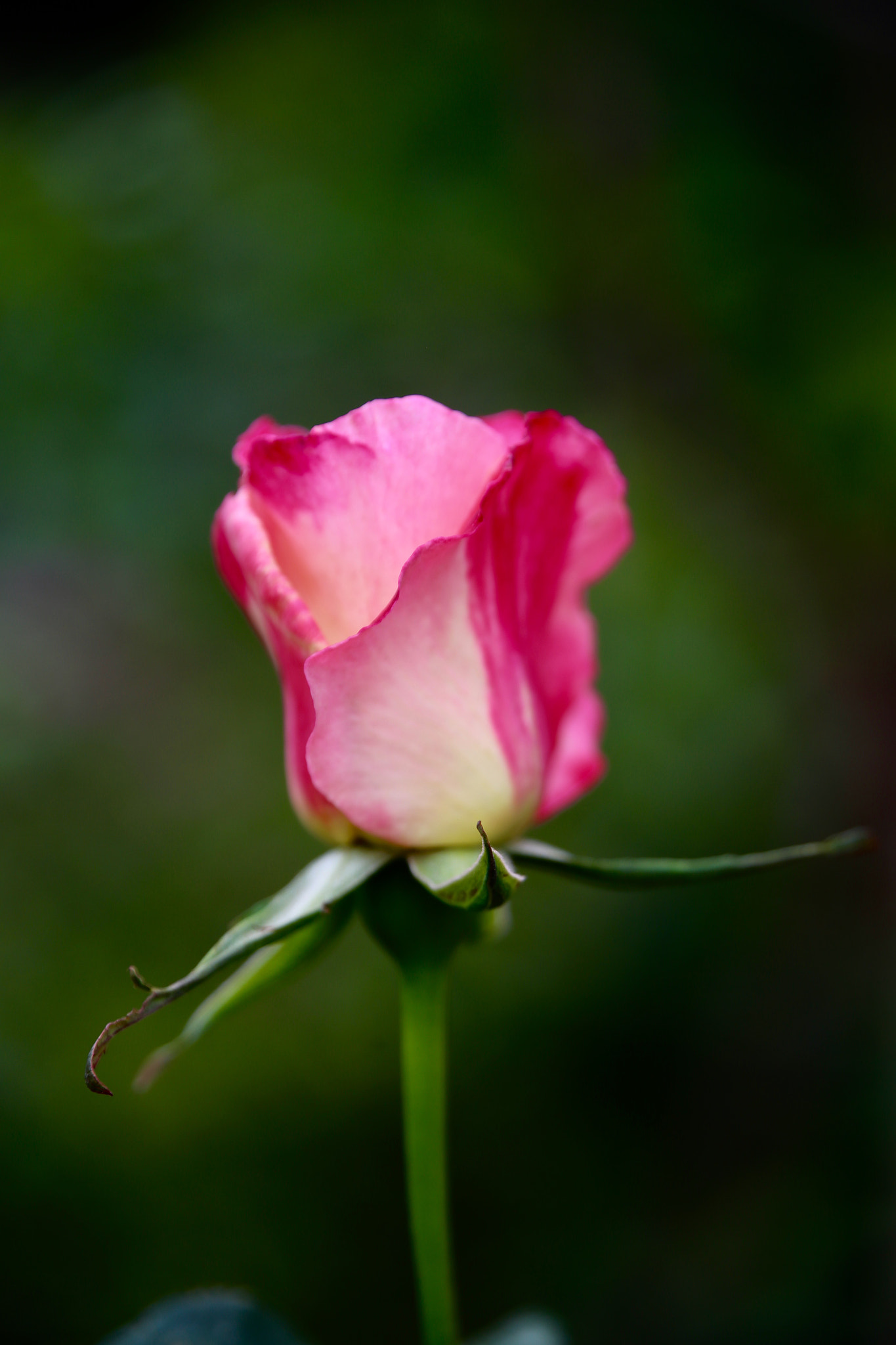 Canon EOS 6D sample photo. Rose photography