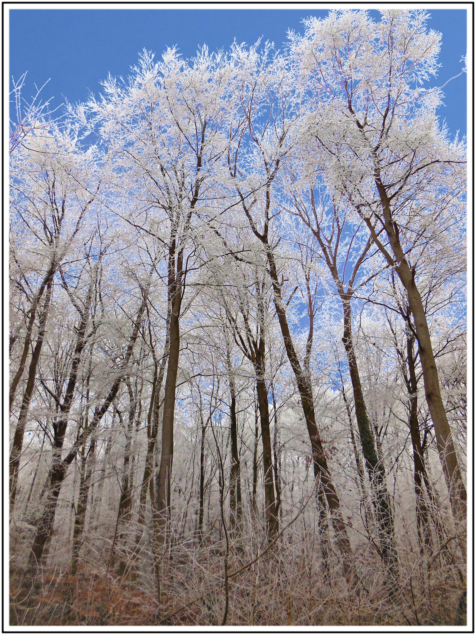 Nikon Coolpix S6500 sample photo. Forêt et givre en normandie, france photography