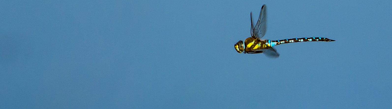 Olympus OM-D E-M10 sample photo. Dragon in flight photography