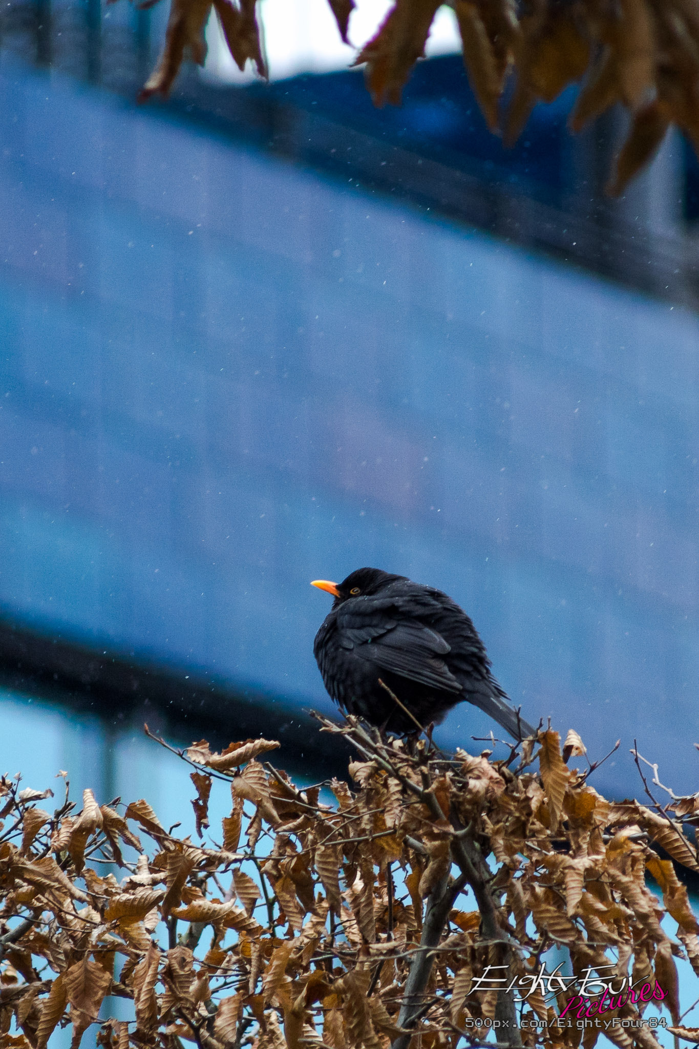 Sony a7 sample photo. It's watching the snow fall :) photography