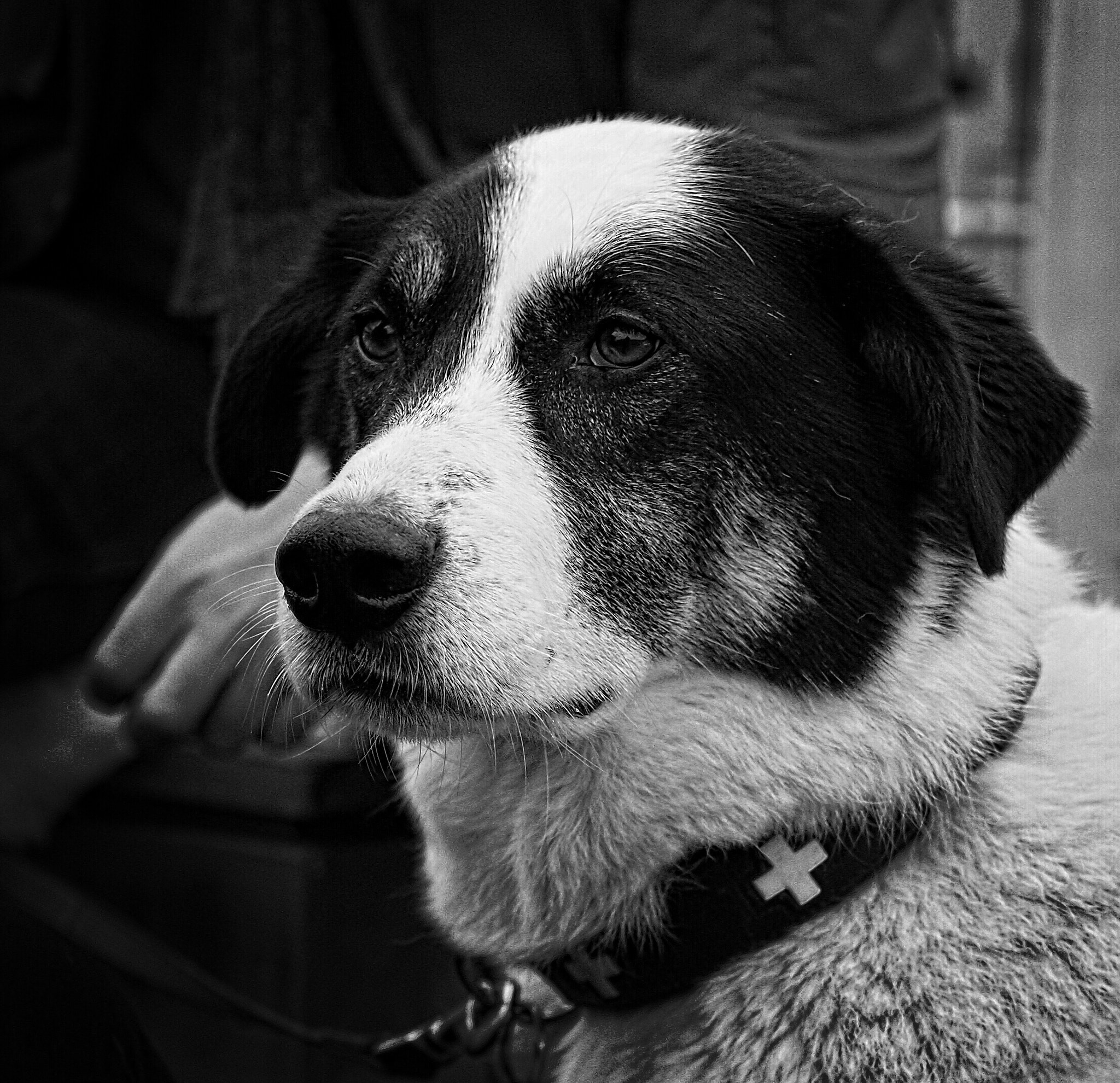 Olympus PEN-F sample photo. Dog photography