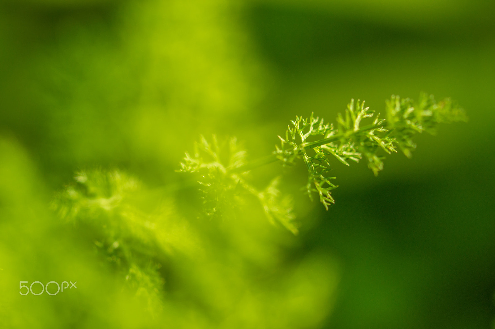 Sigma 105mm F2.8 EX DG OS HSM sample photo. Magic green mist photography