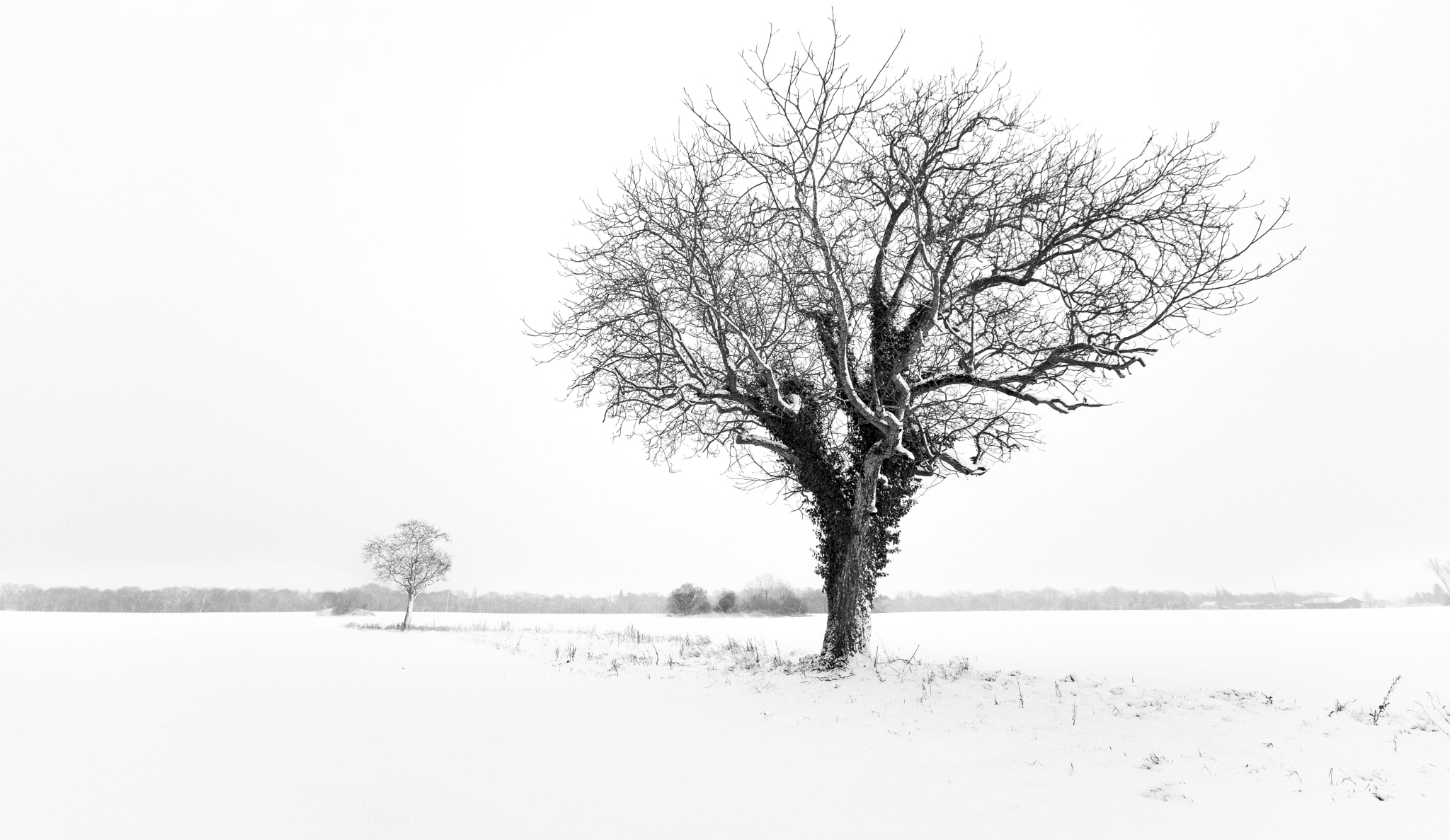Nikon D500 sample photo. Snowy day photography