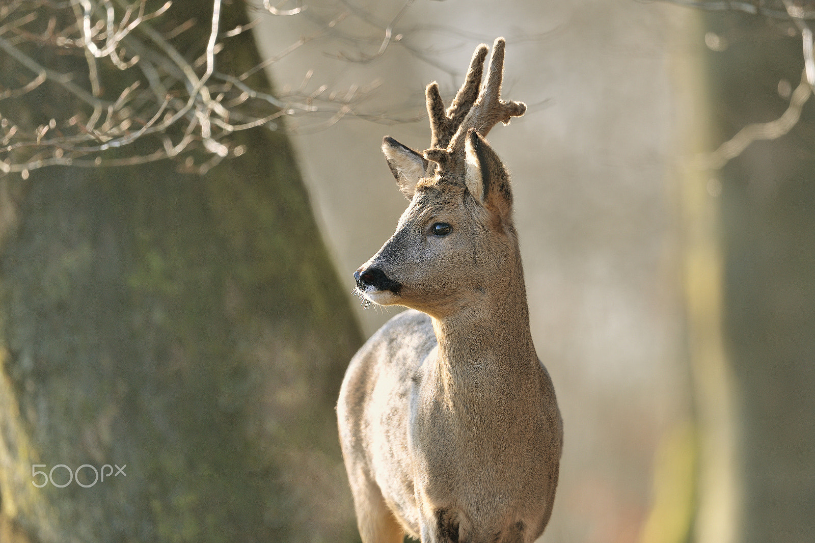 Nikon AF-S Nikkor 600mm F4G ED VR sample photo. Chevreuil photography