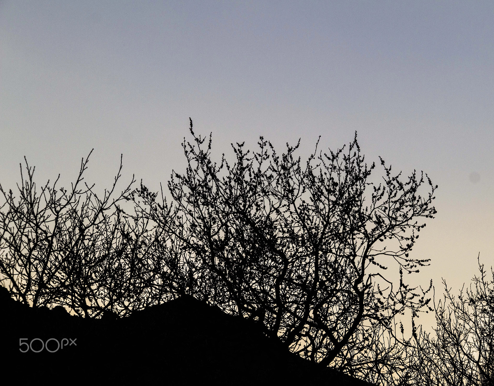 Canon EOS 600D (Rebel EOS T3i / EOS Kiss X5) sample photo. Tree photography