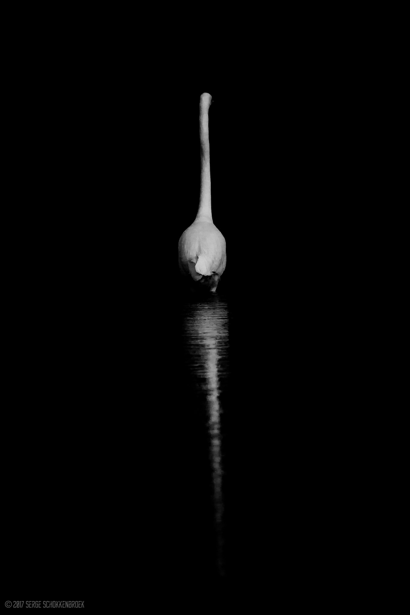 150-600mm F5-6.3 DG OS HSM | Contemporary 015 sample photo. Great egret's reflection in the water (b/w) photography