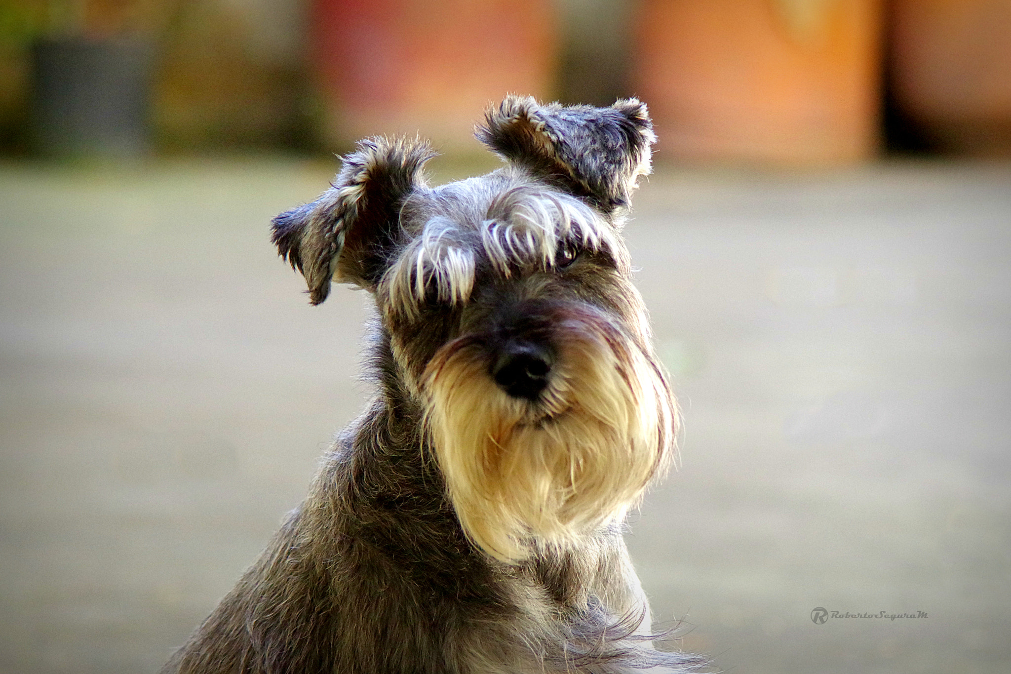 smc PENTAX-FA 80-320mm F4.5-5.6 sample photo. Retrato perruno photography