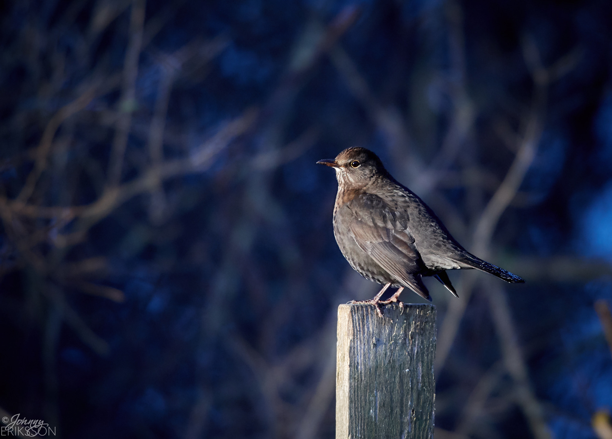 Nikon AF-S Nikkor 300mm f/4E PF ED VR sample photo. A female eurasian blackbird (turdus merula) photography