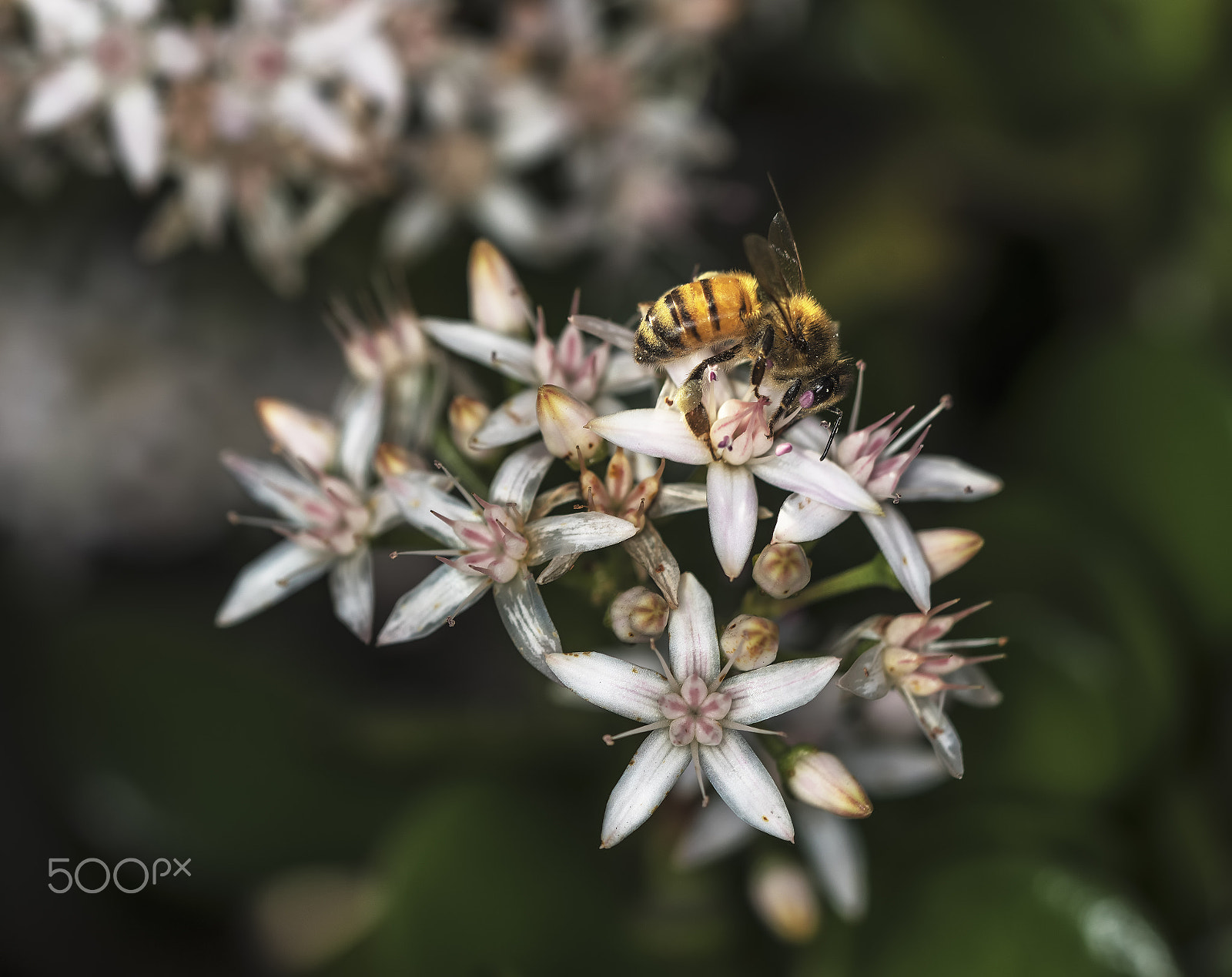 Sony a7R + Sony FE 90mm F2.8 Macro G OSS sample photo. Nectar harvest bee photography