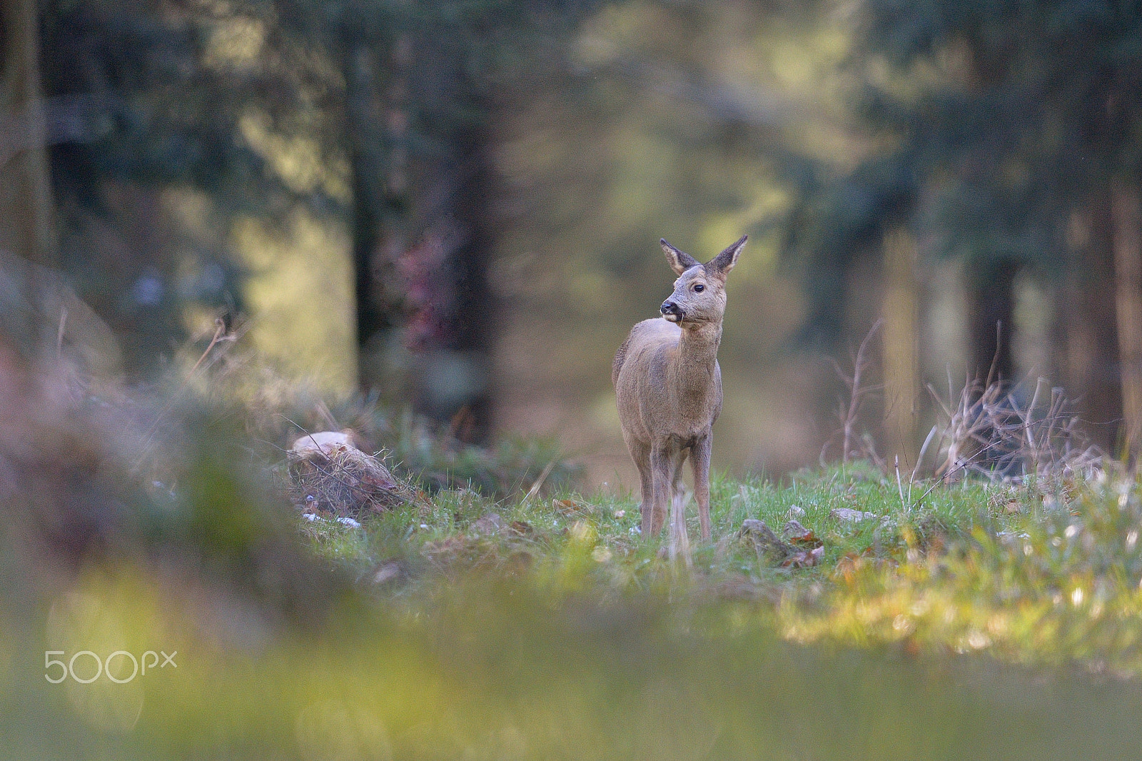 Nikon D610 + Nikon AF-S Nikkor 600mm F4G ED VR sample photo. Chevreuil photography